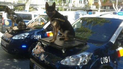 Dos perros polic&iacute;a