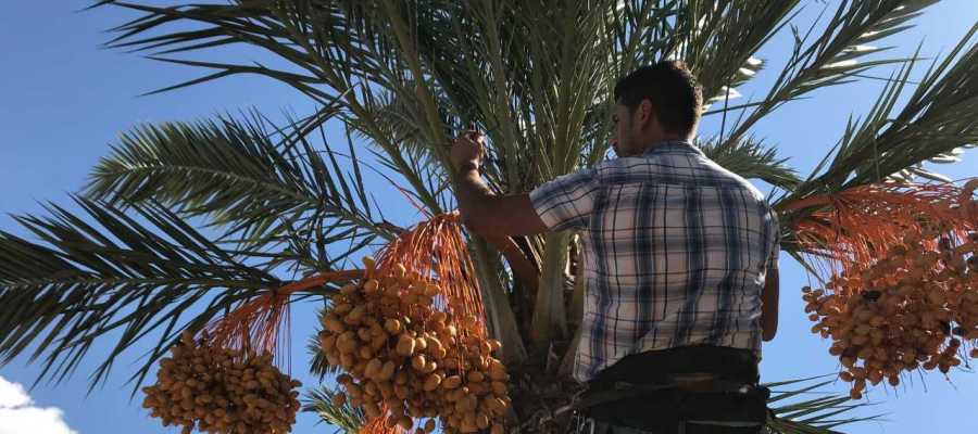 Palmerero recogiendo dátiles en Elche Palmerero recogiendo dátiles en Elche