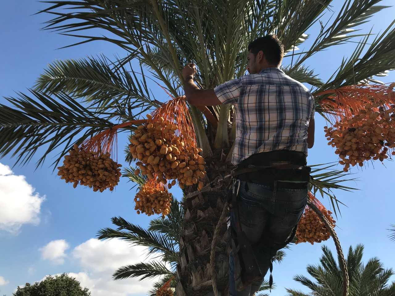 Elche estima que va producir 10.000 kilos de dátiles de máxima calidad Elche estima que va producir 10.000 kilos de dátiles de máxima calidad