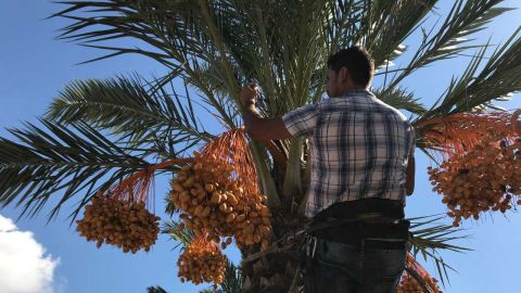 Palmerero recogiendo d&aacute;tiles en Elche