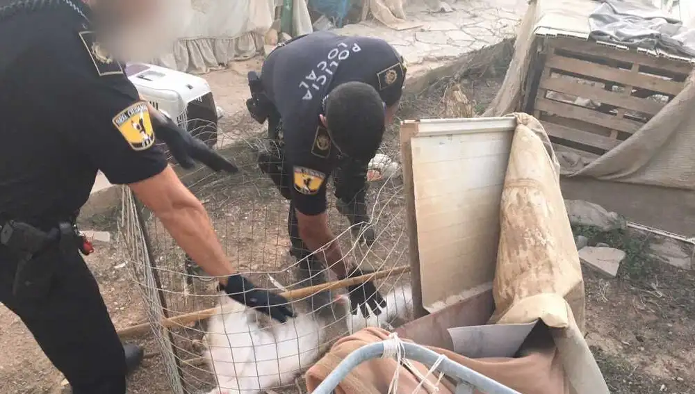 Dos agentes de la Policía Local de Elche junto a algunas de las aves encontradas en el criadero ilegal desmantelado en Elche