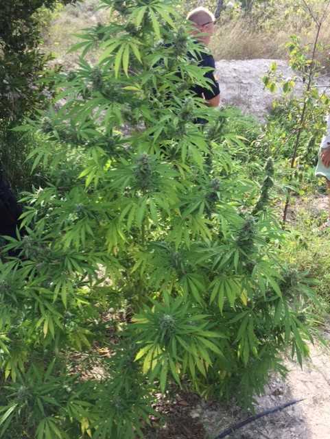 Incautado el mayor número de plantas de marihuana en la provincia de Valencia Incautado el mayor número de plantas de marihuana en la provincia de Valencia