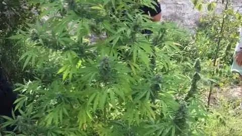 Una de las plantas de marihuana incautadas por la Policía Local de Elche Una de las plantas de marihuana incautadas por la Policía Local de Elche