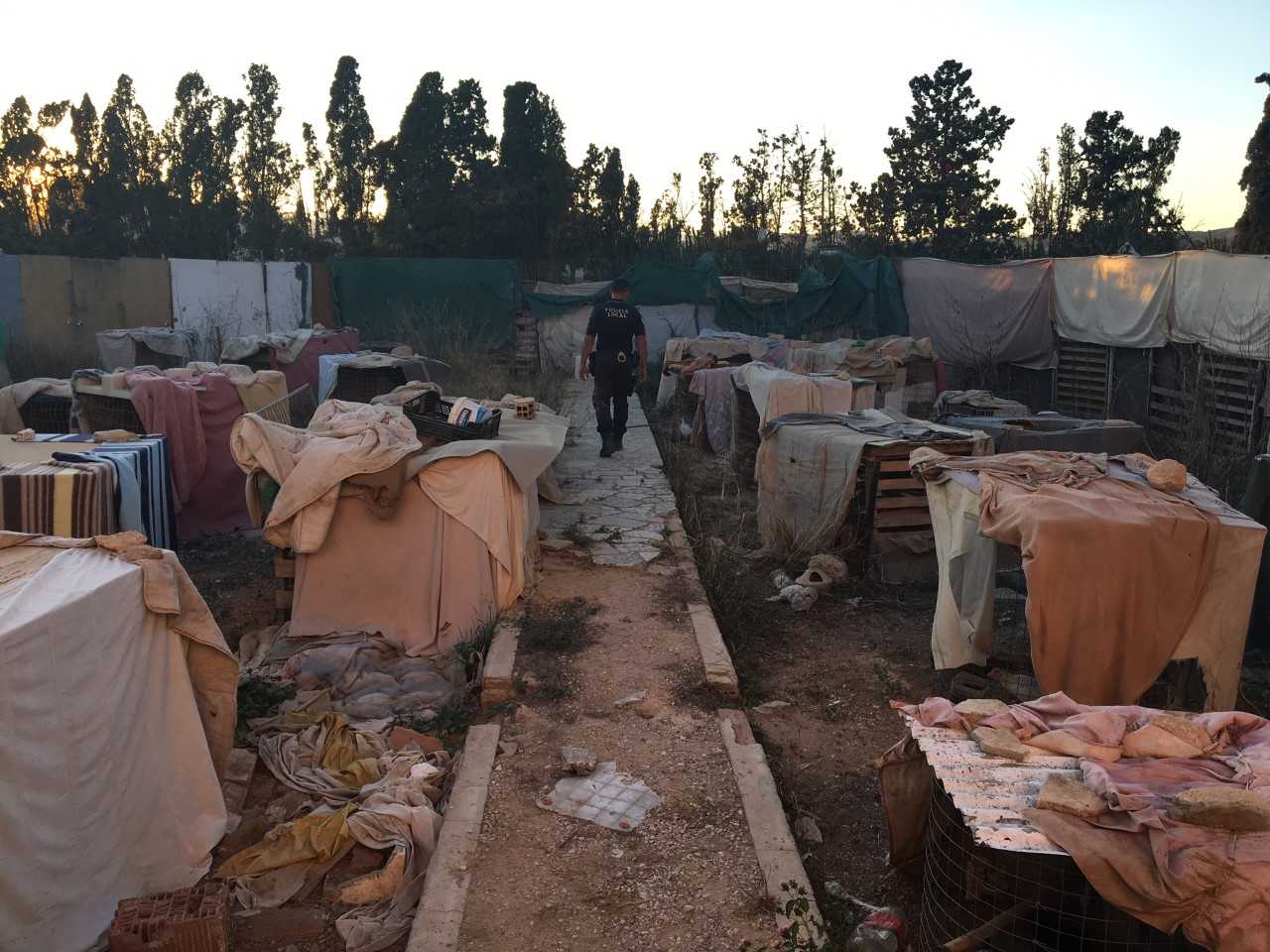 La Policía Local de Elche desmantela una explotación agraria ilegal en la que se criaban gallos de pelea La Policía Local de Elche desmantela una explotación agraria ilegal en la que se criaban gallos de pelea