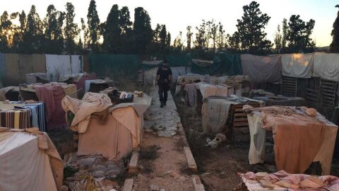 Criadero ilegal de aves en Elche 