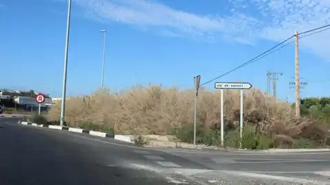 Maleza en los márgenes de la Ronda Sur de Elche Maleza en los márgenes de la Ronda Sur de Elche