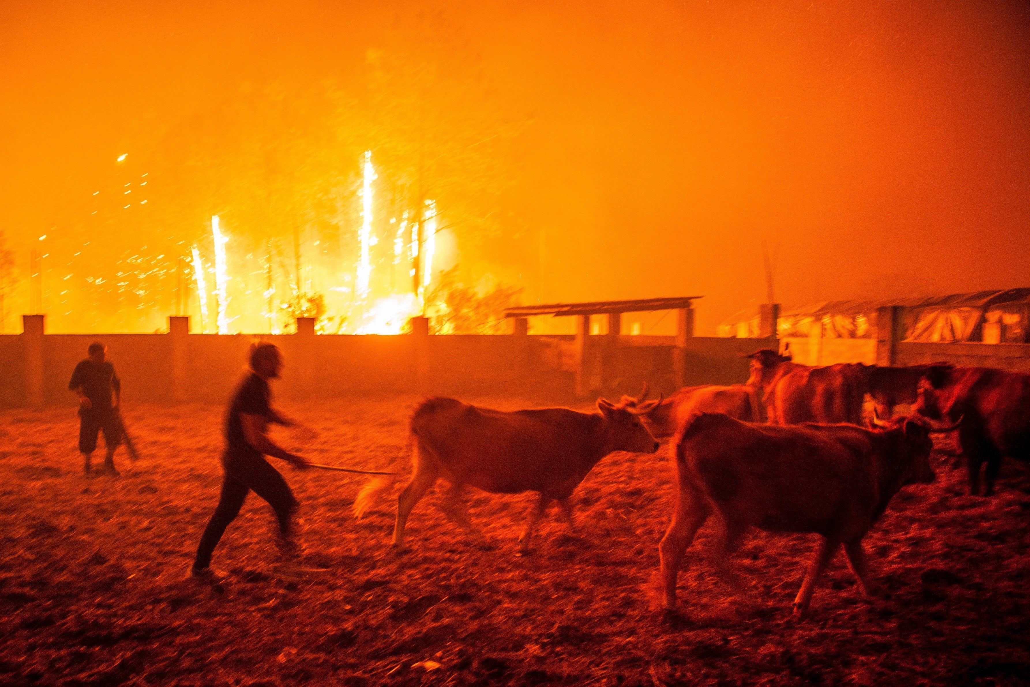 PACMA presenta ante el Ministerio del Interior un plan para evacuar animales de los incendios PACMA presenta ante el Ministerio del Interior un plan para evacuar animales de los incendios