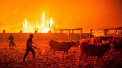 Varios hombres ponen a salvo el ganado durante un incendio forestal declarado en Vieira de Leiria en Marinha Grande