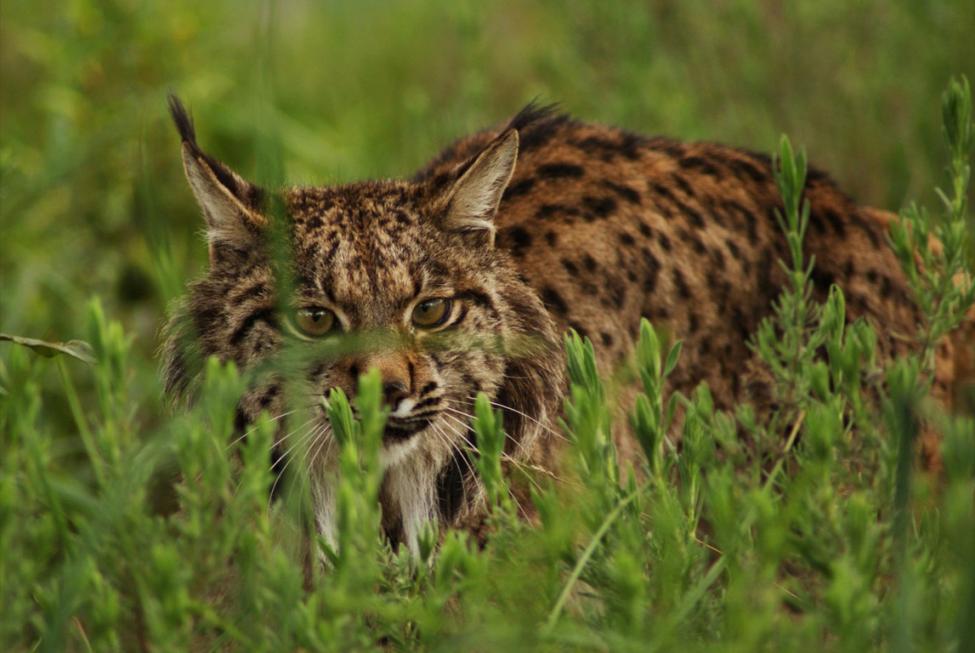 Extremadura apuesta por el lince y "olvida" al lobo en las acciones enmarcadas en el programa LIFE Extremadura apuesta por el lince y "olvida" al lobo en las acciones enmarcadas en el programa LIFE