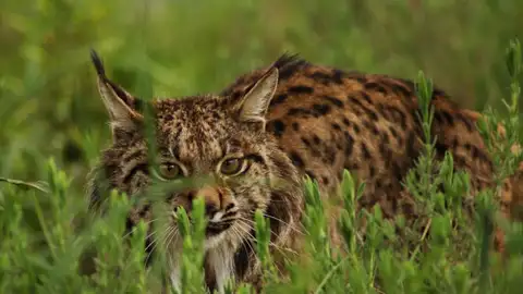 Lince ibérico Lince ibérico