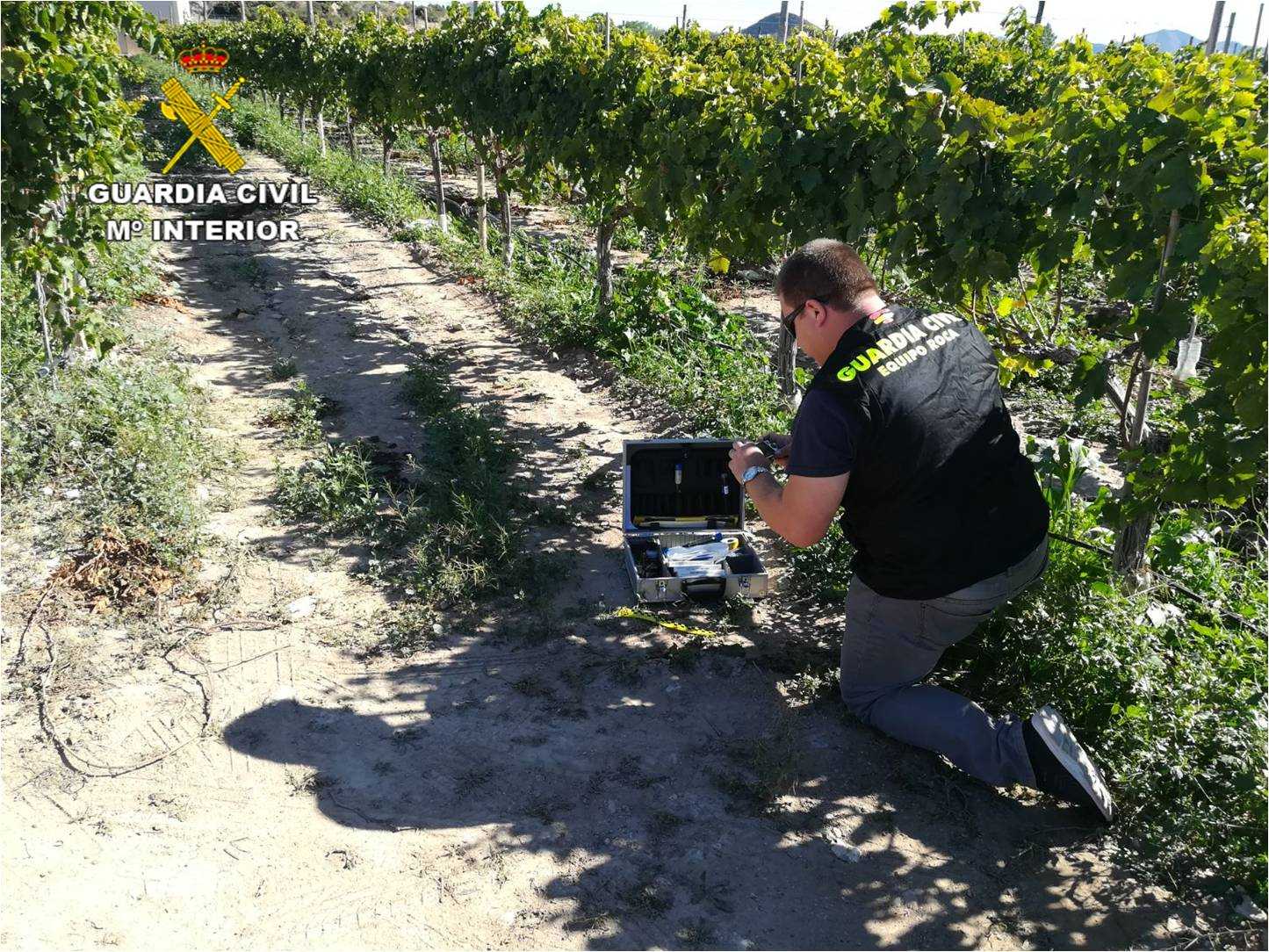 La Guardia Civil detiene a cuatro hombres por el robo en Monforte del Cid de al menos 2.800 kilogramos de uva La Guardia Civil detiene a cuatro hombres por el robo en Monforte del Cid de al menos 2.800 kilogramos de uva