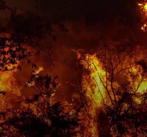 El bosque gallego que fue capaz de sobrevivir a los incendios El bosque gallego que fue capaz de sobrevivir a los incendios