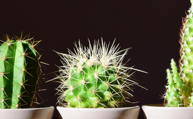 Cómo no matar a tus plantas Cómo no matar a tus plantas