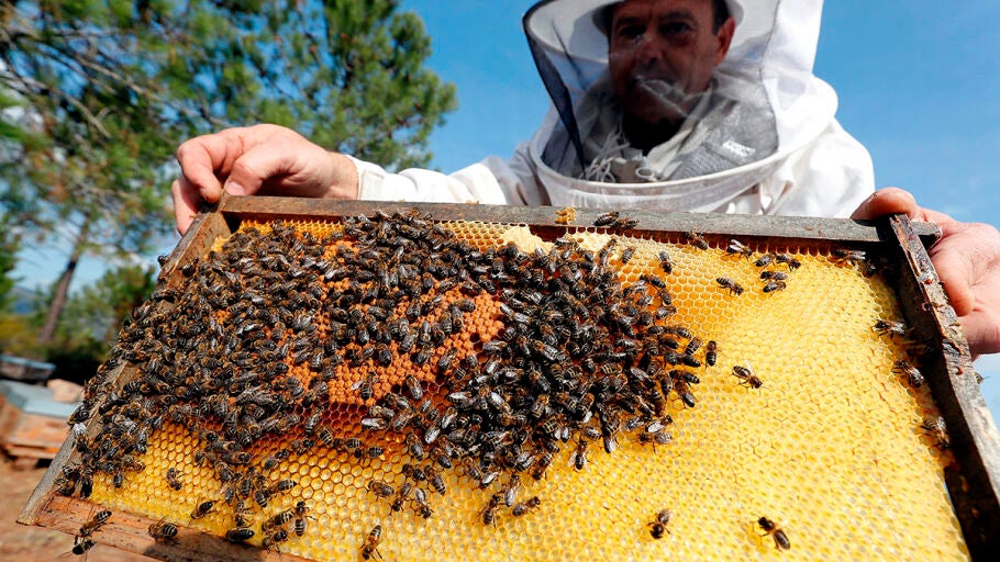 Un apicultor comprueba un panal antes de la temporada de invierno en Saint-C&eacute;zaire-sur-Siagne (Francia)