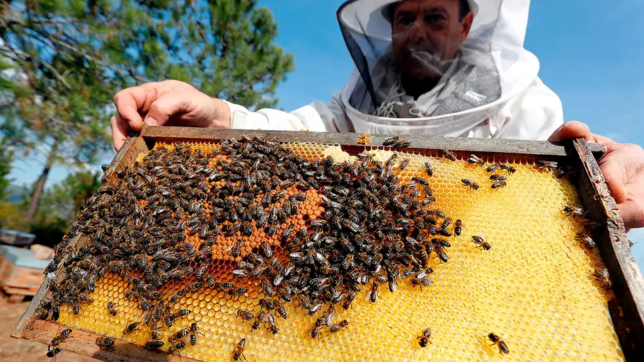 Apicultura en Francia Un apicultor comprueba un panal antes de la temporada de invierno en Saint-Cézaire-sur-Siagne (Francia)