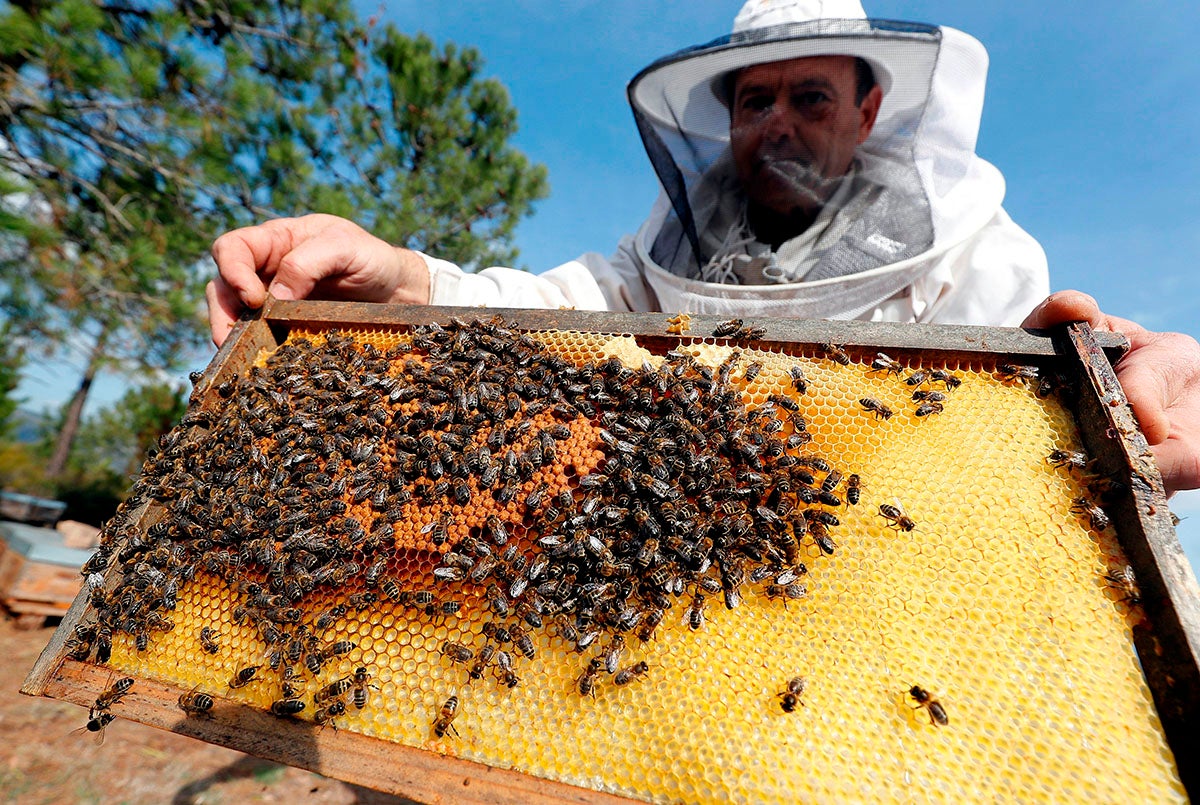 La Junta de Extremadura paga más de 563.000 euros en ayudas agroambientales a la apicultura La Junta de Extremadura paga más de 563.000 euros en ayudas agroambientales a la apicultura