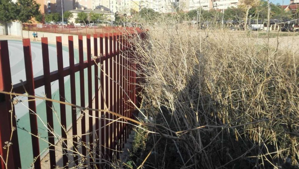 Maleza en el solar contiguo a la pista de atletismo de Elche