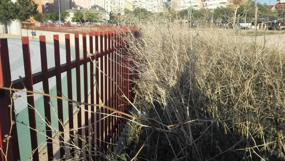 Maleza en el solar contiguo a la pista de atletismo de Elche Maleza en el solar contiguo a la pista de atletismo de Elche