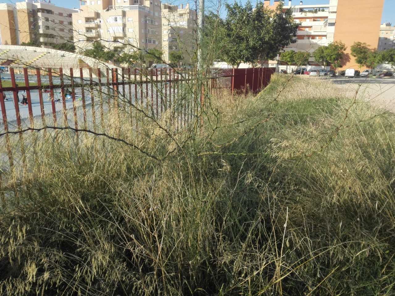 Ilicitanos por Elche urge la limpieza del solar contiguo al Estadio de Atletismo Manolo Jaén Ilicitanos por Elche urge la limpieza del solar contiguo al Estadio de Atletismo Manolo Jaén