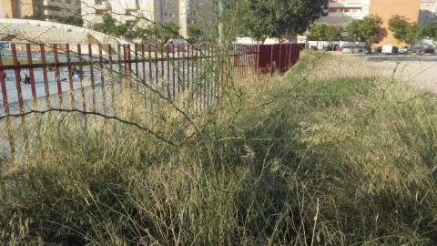 Maleza junto al vallado perimetral del Estadio Municipal de Atletismo Manolo Ja&eacute;n de Elche