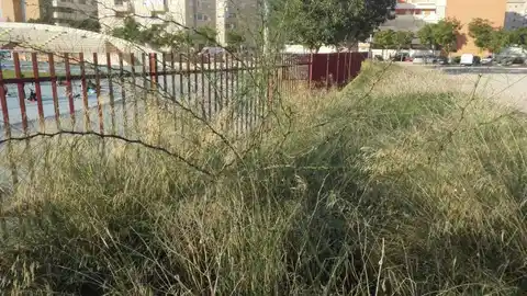 Maleza junto al vallado perimetral del Estadio Municipal de Atletismo Manolo Jaén de Elche Maleza junto al vallado perimetral del Estadio Municipal de Atletismo Manolo Jaén de Elche