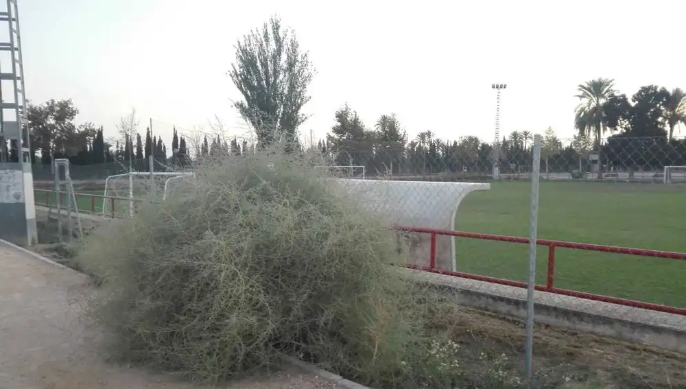 Maleza pegada al campo de cesped natural del Polideportivo de Altabix de Elche Maleza pegada al campo de cesped natural del Polideportivo de Altabix de Elche