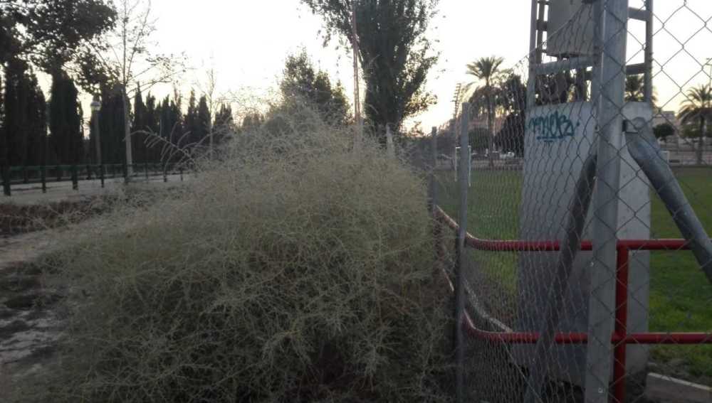 Arbusto pegado a la valla del campo de césped natural del Polideportivo Altabix