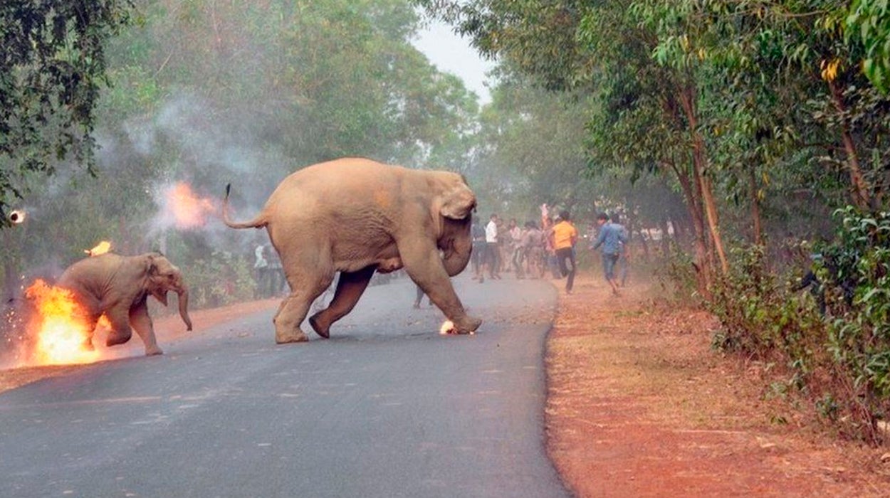 La imagen de una cría de elefante en llamas gana un concurso de fotografía en La India La imagen de una cría de elefante en llamas gana un concurso de fotografía en La India