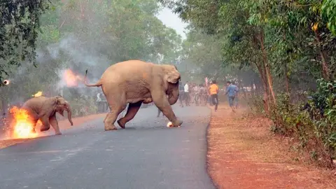 La imagen de una cría de elefante en llamas gana un concurso de fotografía en India La imagen de una cría de elefante en llamas gana un concurso de fotografía en India