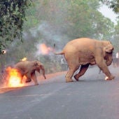 La imagen de una cría de elefante en llamas gana un concurso de fotografía en India