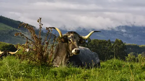 Jaime Torre envía esta foto de la Cantabria rural Para 'Destino Cantabria 2017'