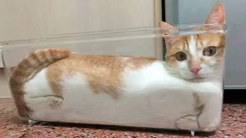 ¿Puede un gato ser líquido y sólido al mismo tiempo? ¿Puede un gato ser líquido y sólido al mismo tiempo?