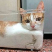 ¿Puede un gato ser líquido y sólido al mismo tiempo?