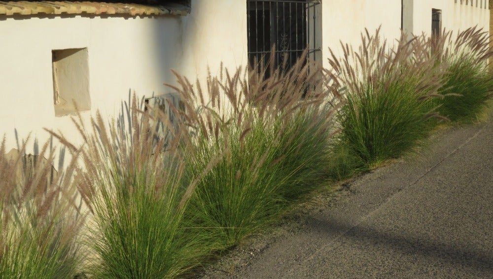 Planta Rabo de gato (Pennisetum setaceum) junto a viviendas del Camp d'Elx