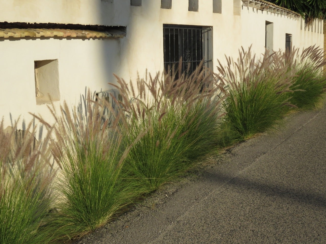 Amigos de los Humedales del Sur de Alicante pide a la Conselleria de Medio Ambiente medidas contra la planta Rabo de gato Amigos de los Humedales del Sur de Alicante pide a la Conselleria de Medio Ambiente medidas contra la planta Rabo de gato