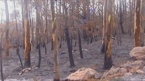 &iquest;Los incendios forestales ponen en peligro a la vida marina?
