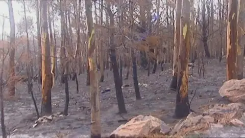 ¿Los incendios forestales ponen en peligro a la vida marina? ¿Los incendios forestales ponen en peligro a la vida marina?