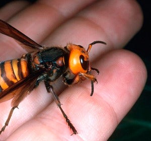 Avispa asiática o avispa velutina Avispa asiática o avispa velutina
