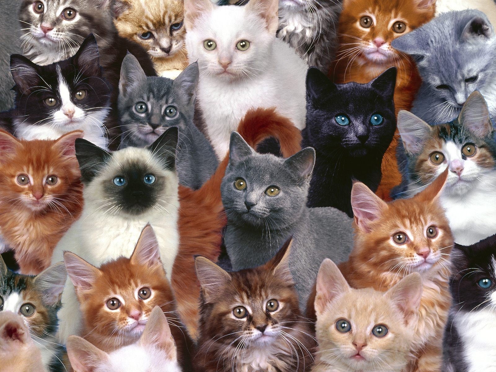 ¿Tienen los gatos distintas personalidades? ¿Tienen los gatos distintas personalidades?