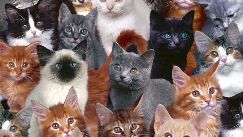 Collage de gatos