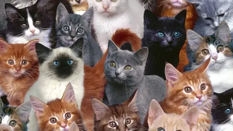 Collage de gatos Collage de gatos