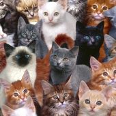 Collage de gatos