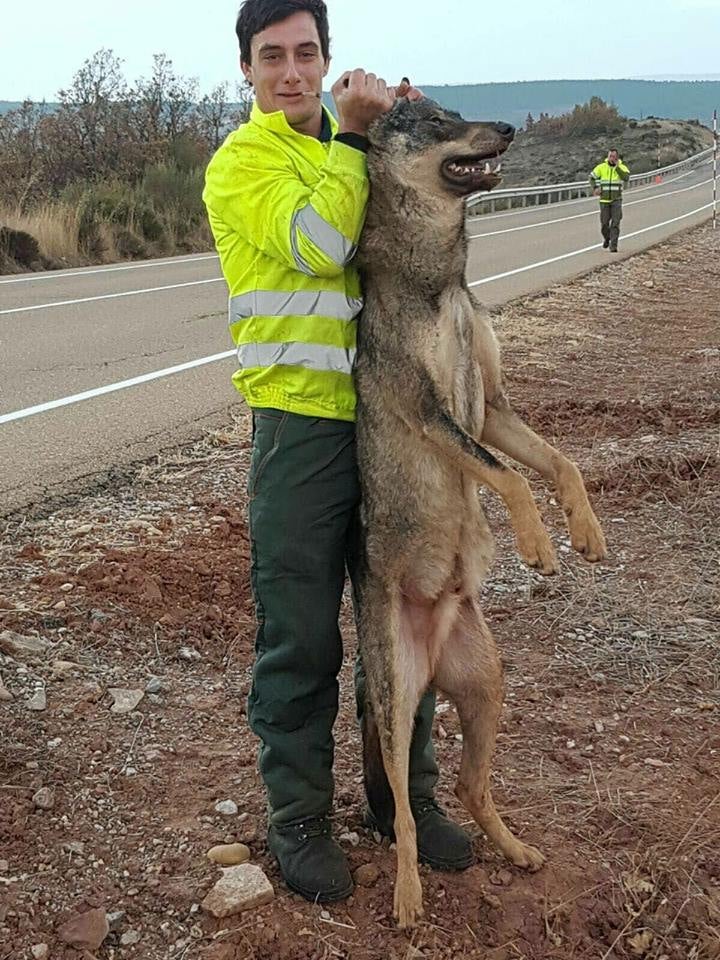 Un retén de incendios atropella a un lobo ibérico y posa con él a modo de trofeo Un retén de incendios atropella a un lobo ibérico y posa con él a modo de trofeo