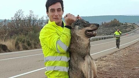 Un ret&eacute;n de incendios atropella a un lobo ib&eacute;rico y se regocija en redes sociales