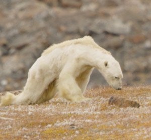 Un oso polar muere de hambre en la isla de Baffin, Canadá Un oso polar muere de hambre en la isla de Baffin, Canadá
