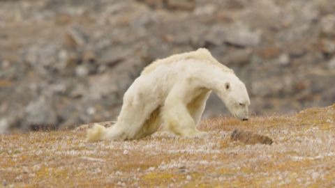 Un oso polar muere de hambre en la isla de Baffin, Canad&aacute;