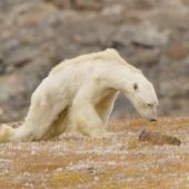Un oso polar muere de hambre en la isla de Baffin, Canadá