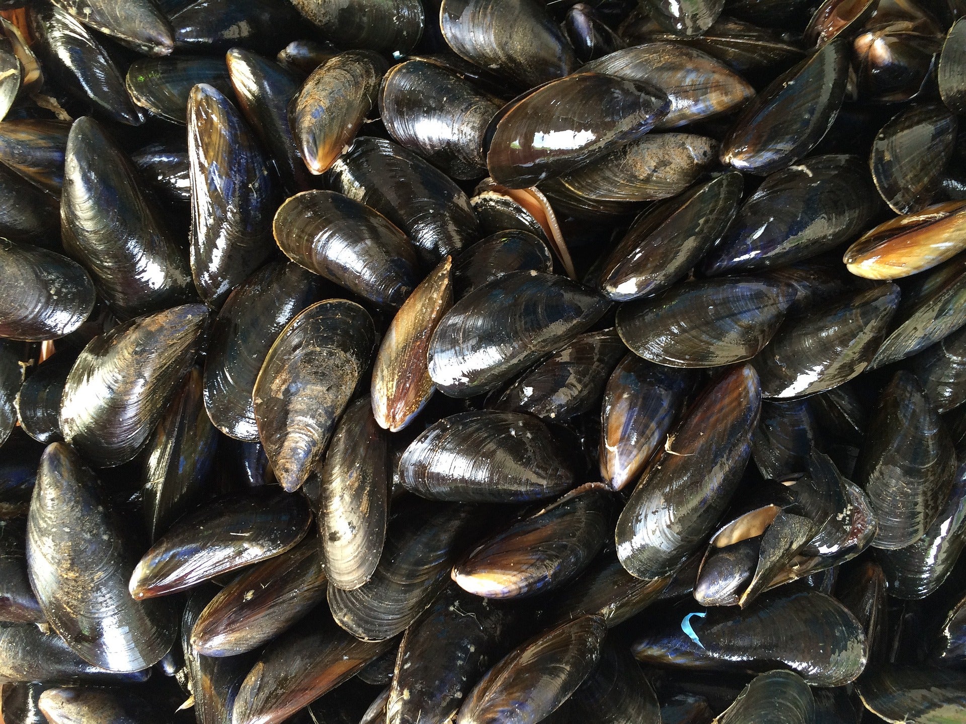 Intoxicadas 39 personas tras consumir mejillones congelados de origen gallego en un hotel de Jávea (Alicante) Intoxicadas 39 personas tras consumir mejillones congelados de origen gallego en un hotel de Jávea (Alicante)