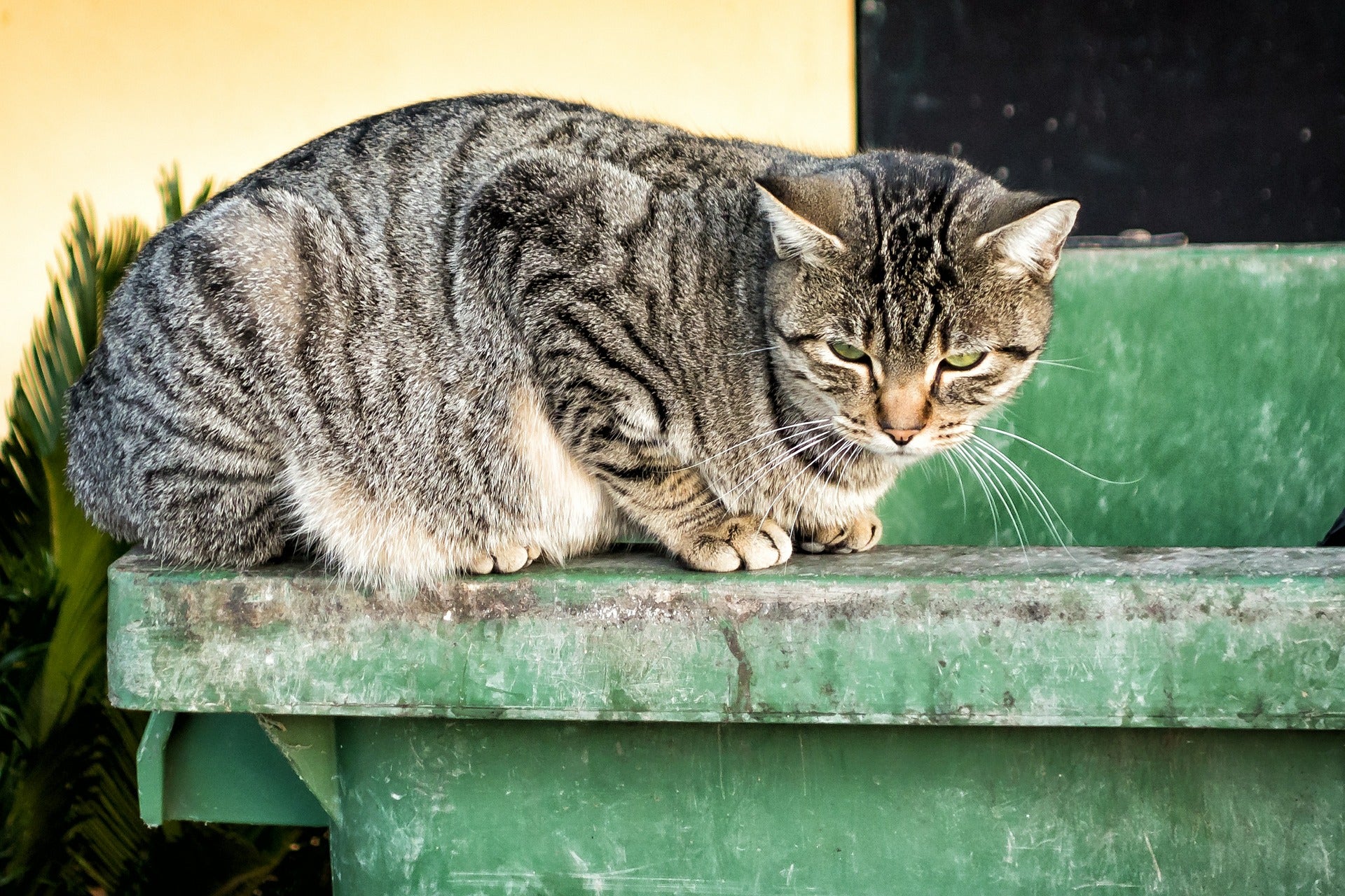 ¿Cuánto tiempo puede sobrevivir en la calle un gato que se ha escapado de su casa? ¿Cuánto tiempo puede sobrevivir en la calle un gato que se ha escapado de su casa?