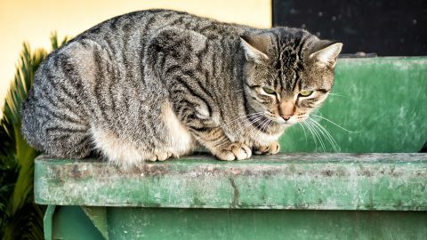 Gato callejero